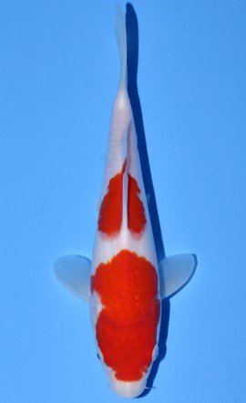Nidan Kohaku